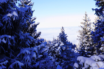 Spruce covered with snow high in the mountains. Beautiful alpine winter landscape. Snowy mountains....