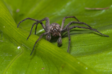 Nursery web spider (Pisaura mirabilis) male.