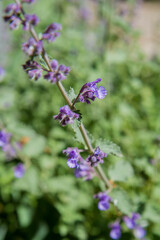 Lemon balm (Melissa officinalis) blooming in a garden