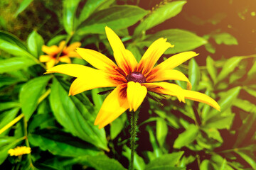 Bright yellow rudbeckia or Black Eyed Susan flowers in the garden.