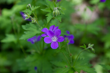 Obraz premium Woodland geranium (Geranium sylvaticum) plant blooming 