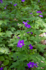 Woodland geranium (Geranium sylvaticum) plant blooming 