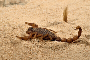 escorpión amarillo o alacrán sobre la arena del desierto 