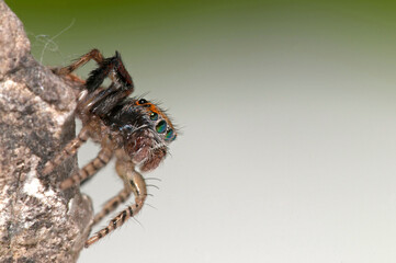 Jumping spider (Saitis barbipes) male.