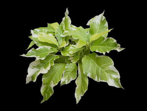 Pisonia grandis  spotted leaves as an ornamental plant with edible leave sisolated on black with clipping path,Cabbage Tree, Lettuce tree or  moonlight tree.