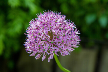 Giant Onion (Allium Giganteum) blooming in a garden	

