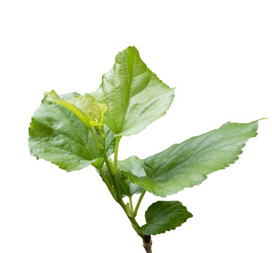 Mulberry leaf branch isolated on white background with clipping path.