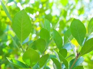 Fototapeta na wymiar Beautiful green leaf in morning light with soft burred bokeh background