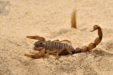 escorpión sobre la arena del desierto 