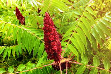 Natural green young ostrich fern or shuttlecock fern leaves.