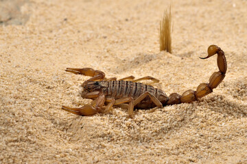 escorpión sobre la arena del desierto 