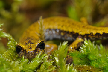 North-west italian cave salamander (Hydromantes strinatii), Apennine mountains, Italy.
