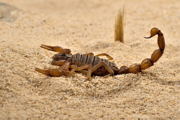 escorpión sobre la arena del desierto 