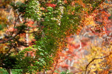 秋の紅葉