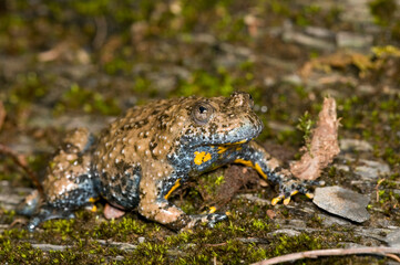 Apennine yellow-bellied toad (Bombina pachypus), Liguria, Italy.