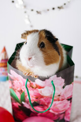 A gift for the birthday Guinea pig. Animal in a beautiful paper bag. On the background of balloons and a cap.