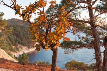 Autumn landscape on the background of the sea. Forest at sunset. Reserve of the Krasnodar Territory. Utrish.
