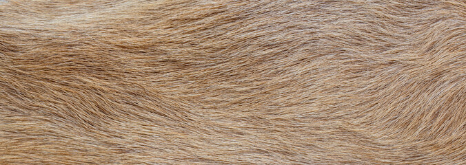 texture of natural wild brown fur background

