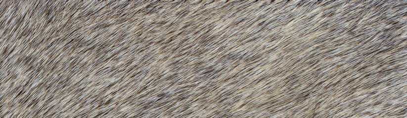 texture of natural wild gray fur background
