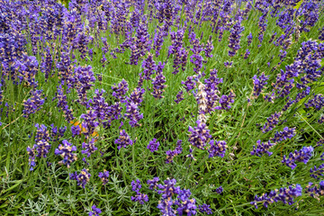 Lavender flower field, fresh purple aromatic flowers for natural background. Violet lavender field.