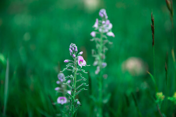 pink or purple flowers