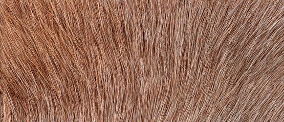 texture of natural wild brown fur background
