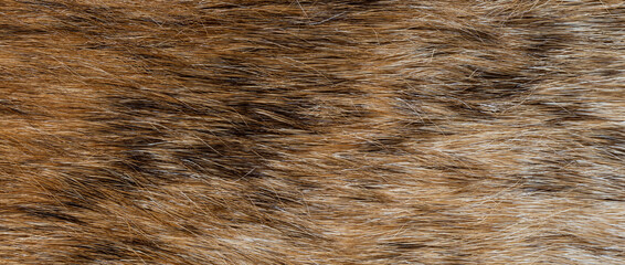 texture of natural wild brown fur background
