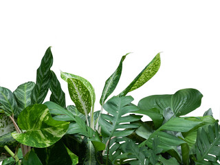 Tropical greenery leaves foliage plant arrangement with Philodendron, Dume cane, Devil’s ivy isolated  on  white with clipping path