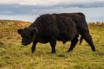 Galloway cattle at the Bannwaldturm Pfrunger-Burgweiler Ried