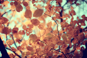 branches leaves yellow background / abstract seasonal background falling leaves beautiful photo