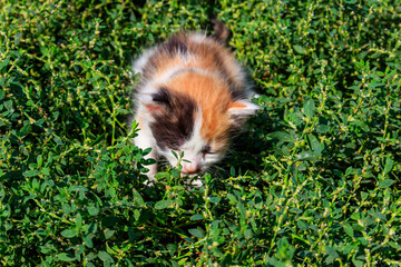 Fototapeta premium Small kitten on green grass on meadow