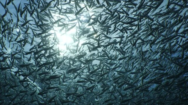 silversides hiding behind secret rocks shallow underwater silverside fish school wavy sea protection ocean scenery of behaviour