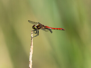 Autumn Darter perched on wetland reed 2