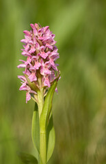 Early marsh-orchid (Dactylorhiza incarnata) blooming in light pink flowers in Estonian nature