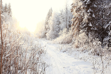 landscape winter forest, seasonal beautiful view in snowy forest december nature