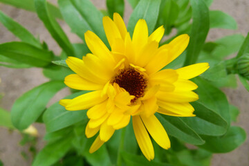 Calendula flower with leaves on blurred green background. Calendula medical plant cup on summer field. Close up macro of medicinal kalendula herb.