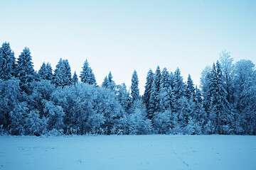 landscape winter forest, seasonal beautiful view in snowy forest december nature