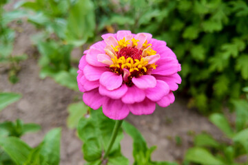 Pink zinnia elegans flowers. Common Zinnia bloom in garden.