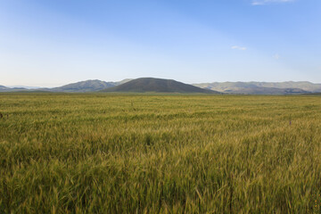 Obraz premium grain field and mountain