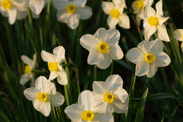 White daffodils in all their glory in the morning
