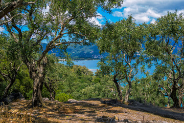 Summer landscape – garden with lush foliage – olive trees, growing on the mountain near the sea
