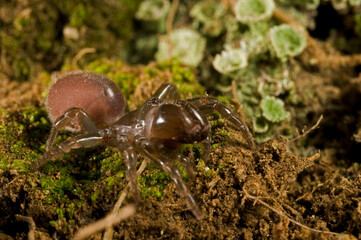Purse web spider (Atypus affinis) portrait, Apennine mountains, Italy.