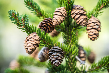 Pine Cones