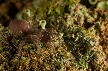 Purse web spider (Atypus affinis) portrait, Apennine mountains, Italy.