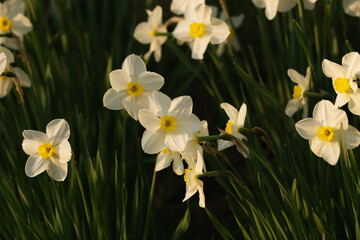 White daffodils in their glory in the morning