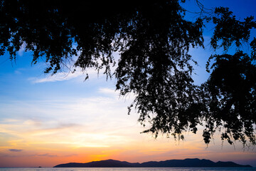 Naklejka na ściany i meble silhouette of tree on sunset