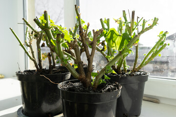 geraniums in pots on the windowsill. cut stems of geranium flower prepared for winter hibernation