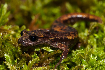 North-west italian cave salamander (Hydromantes strinatii), Liguria, Italy.