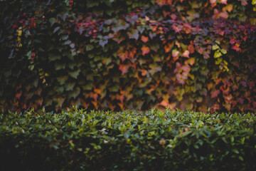 background with rustic table and autumn winter leaves