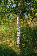 Fototapeta premium A beautiful young Karelian birch tree in thickets at the edge of a forest
